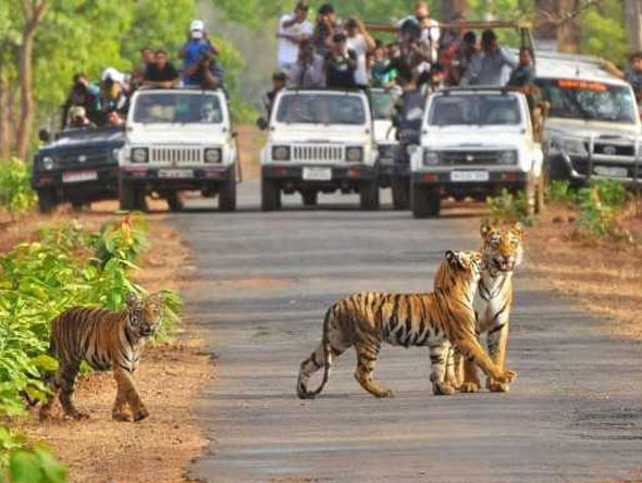 Corbett Safari Tours