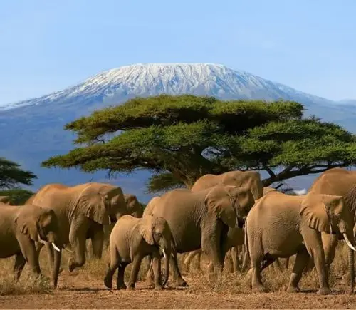 Wildlife African Safari Tanzania Tour Package