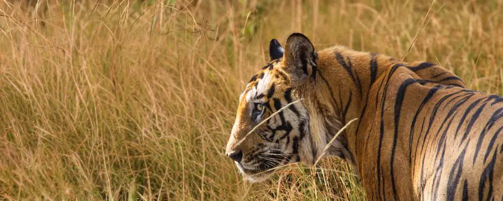 Kanha Wildlife Experience