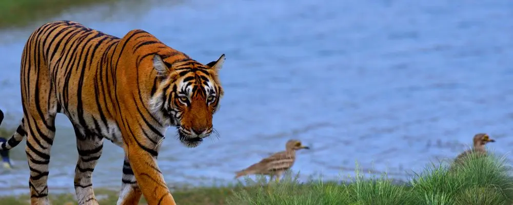 Ranthambore Tiger Safari