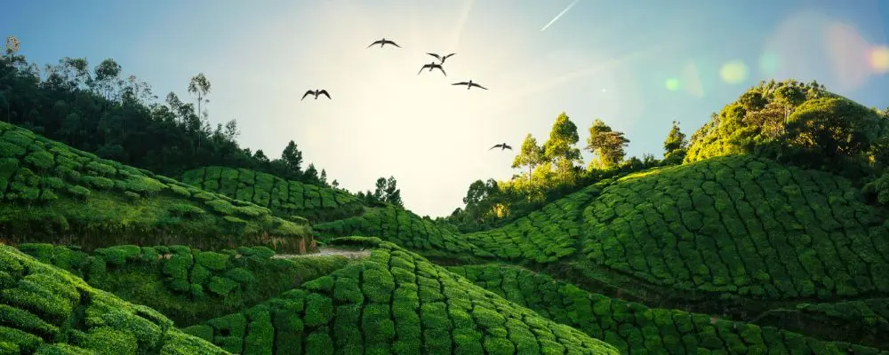 Kerala