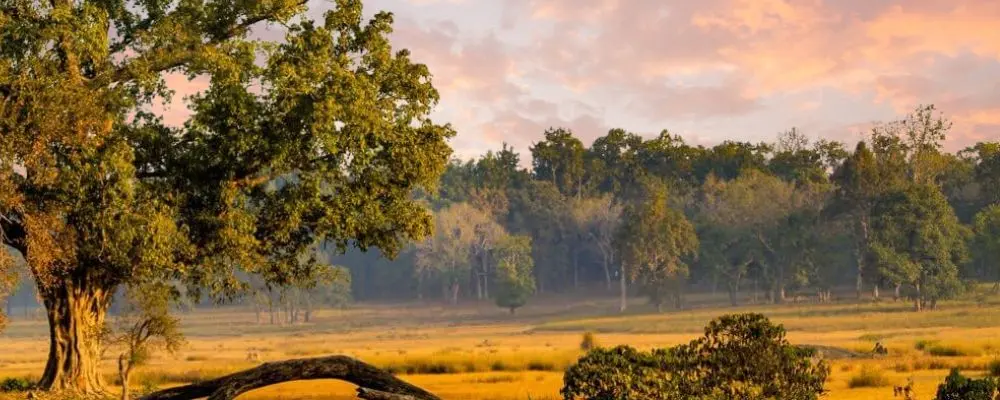Kanha Wildlife