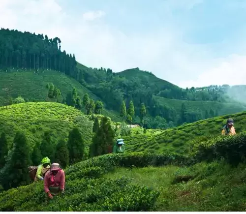 Darjeeling Tour Package from Delhi