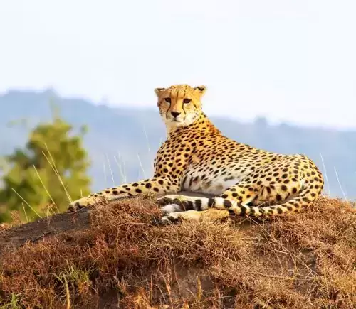 Best of Kenya