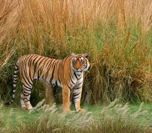 Golden Triangle and Ranthambore Tour Package