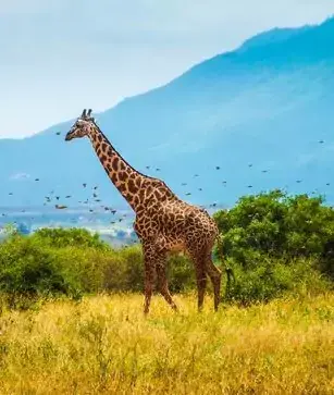 Kenya Tour Packages